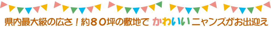 県内最大級の広さ！約８０坪の敷地でかわいいニャンズがお出迎え