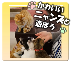 ニャンズと遊ぼう