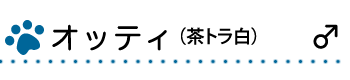 オッティ